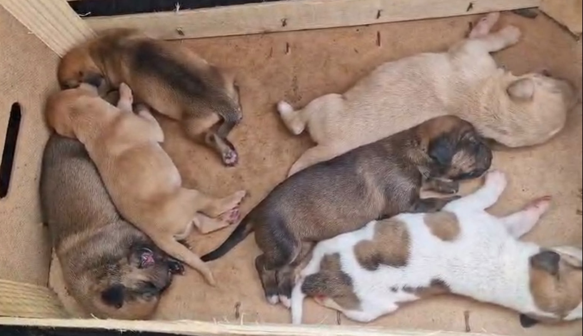 cani abbandonati