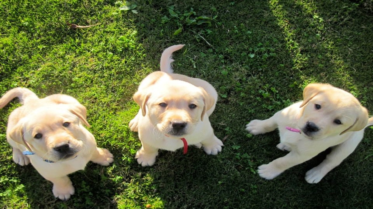 Ordinanza: divieto di lasciare cani e gatti in spazi esterni esposti al sole dalle 9:30 alle 19:30
