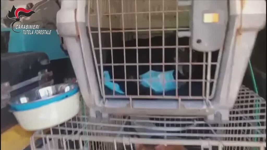 sequestro cani san giuseppe jato