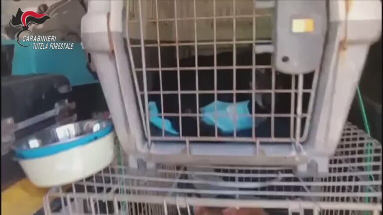 sequestro cani san giuseppe jato