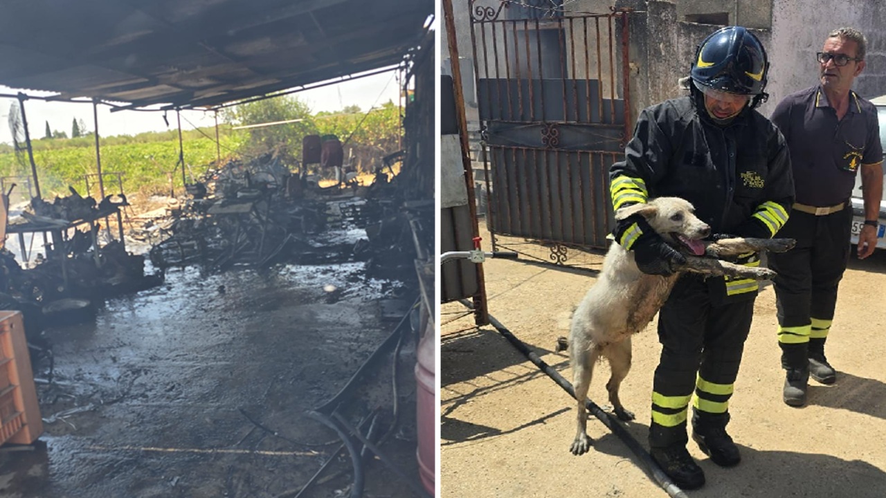 Incendio in officina: sette cani intrappolati salvati dai Vigili del fuoco