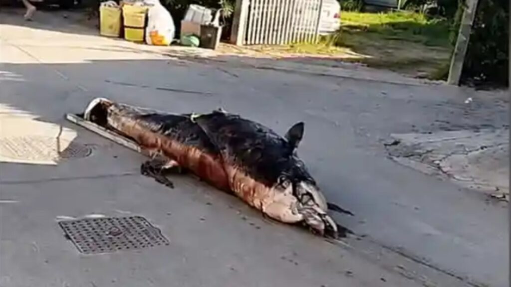 delfino in strada