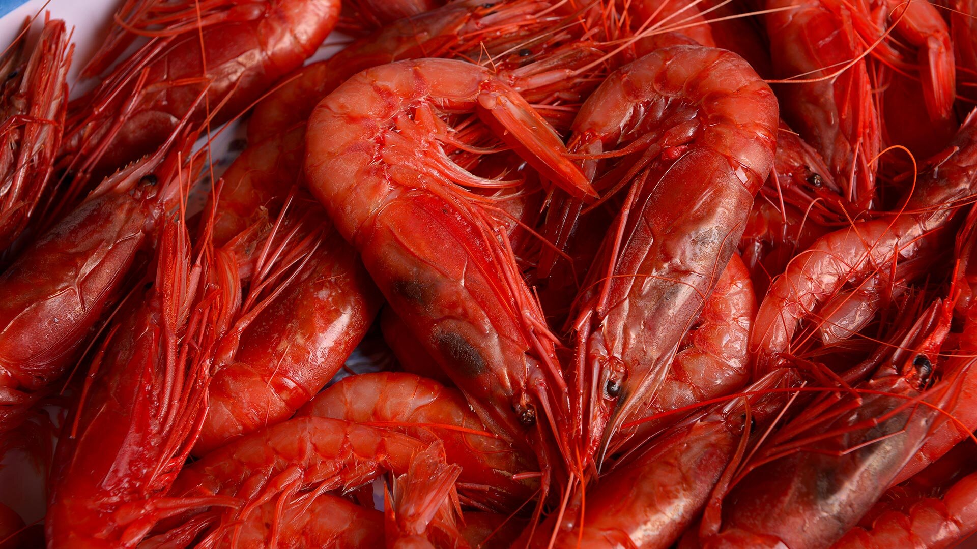 gambero rosso
