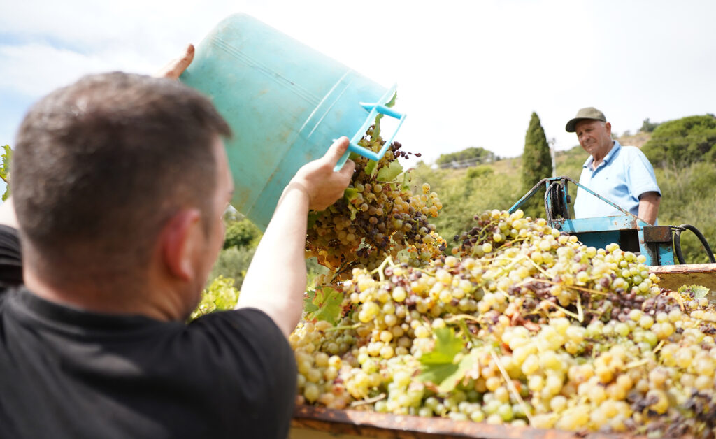salemi vendemmia legalita 2025