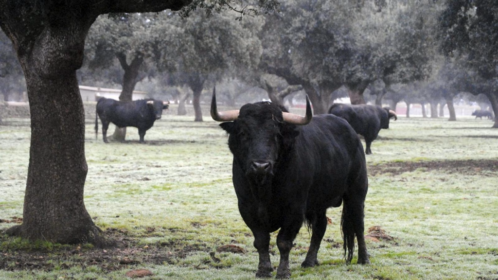 toro