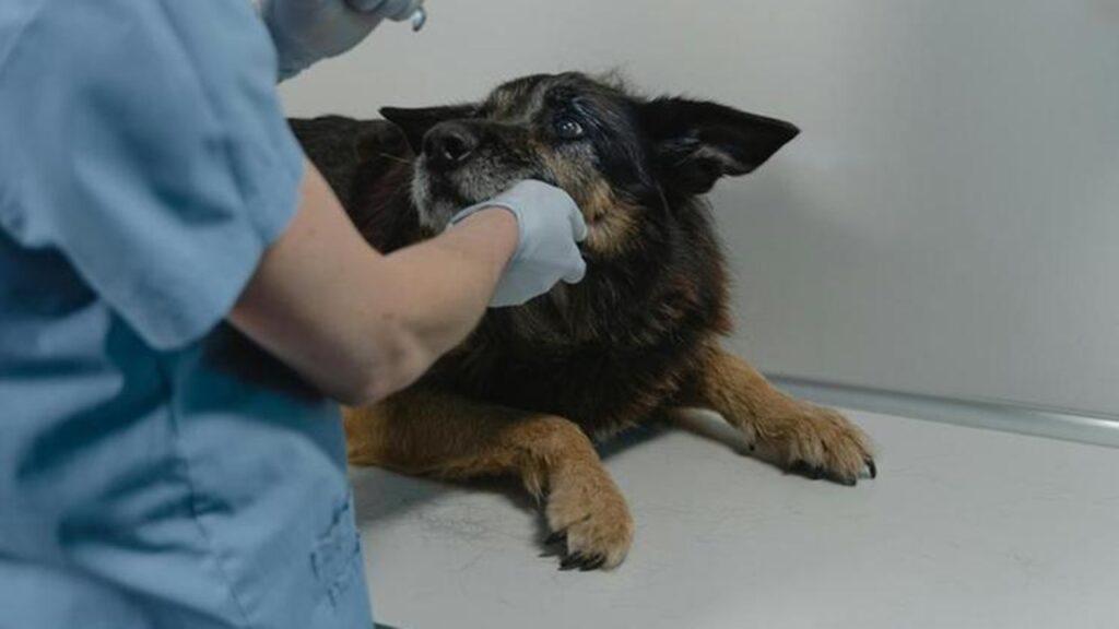 veterinario cane
