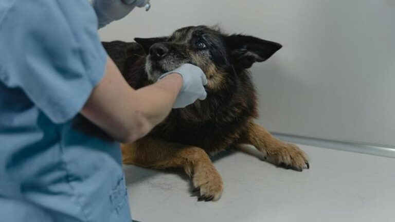 veterinario cane