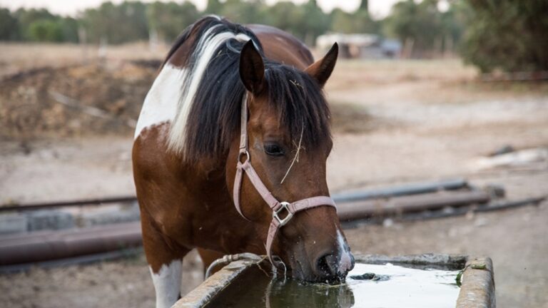 cavallo che beve