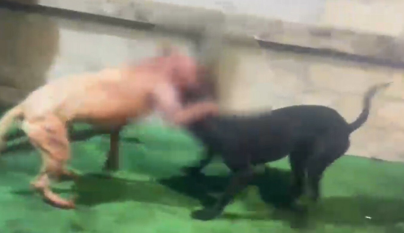 combattimenti pitbull