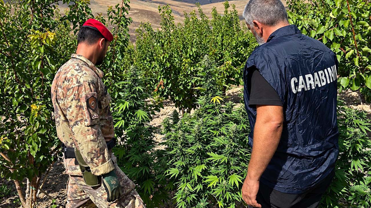 Carabinieri piantagione droga Licata