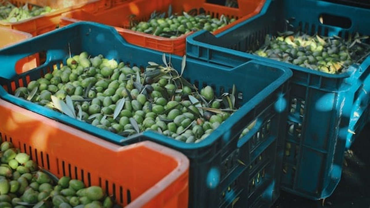 ceste olive