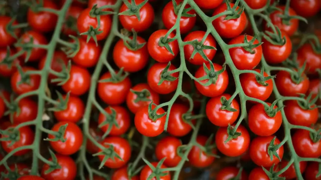 pomodoro ciliegino